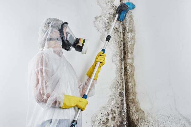 Best Crawl Space Mold Removal  in Kannapolis, NC