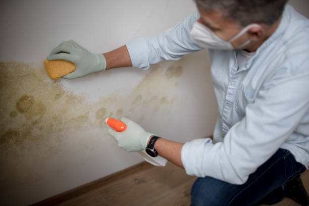 Best Attic Mold Removal  in Kannapolis, NC