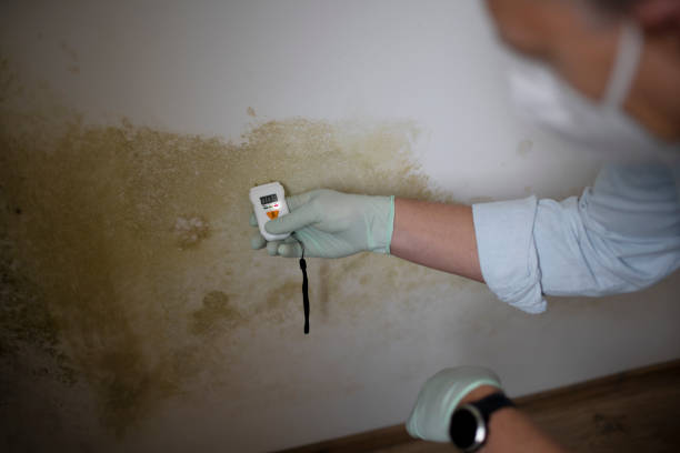 Mold Testing and Removal in Kannapolis, NC