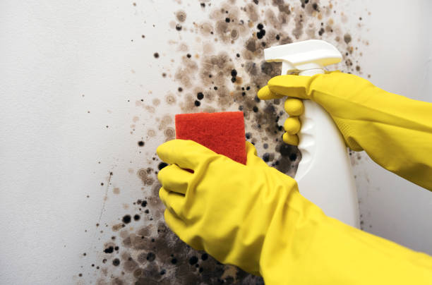 Best Professional Mold Removal  in Kannapolis, NC