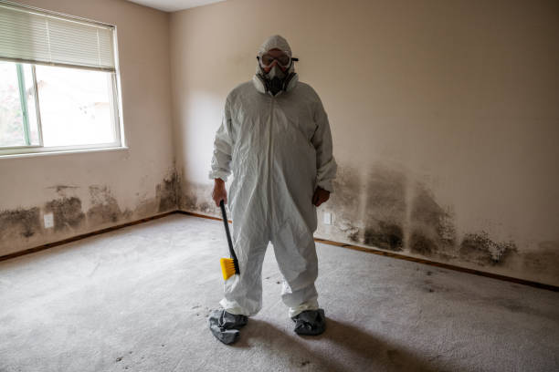 Mold Removal Process in Kannapolis, NC