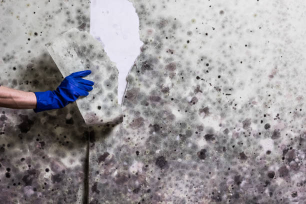 Best Office Mold Removal Services  in Kannapolis, NC