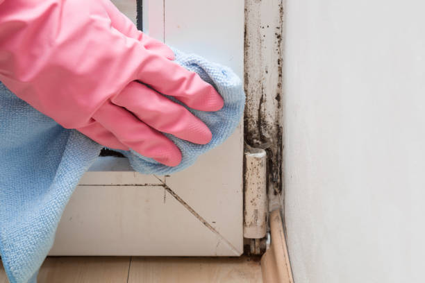 Best Black Mold Removal  in Kannapolis, NC