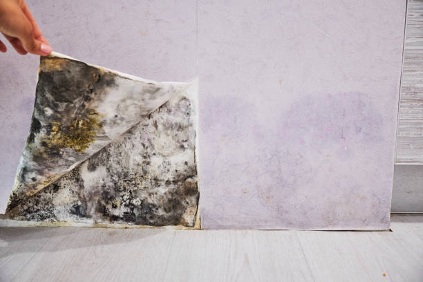 Best Local Mold Removal Service  in Kannapolis, NC